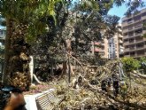 Ms de 120 agentes, sanitarios y voluntarios han actuado de manera inmediata ante la cada de la rama del ficus