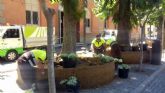 El Ayuntamiento reforma ms de una veintena de 'anillos' colocados bajo las casuarinas de la Plaza del Romea