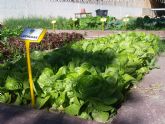 Estudiantes de 19 colegios aprenden valores de educacin ambiental y para la salud en el IV Concurso de huertos escolares ecolgicos