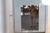 Reanudada la licitacin para la gestin del Centro de Atencin y Tratamiento de Animales Domsticos
