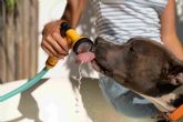 Golpe de calor en perros: c�mo prevenir, detectar y actuar a tiempo