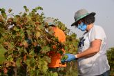 Estudiantes y profesores voluntarios vendimian 6.000 kilos de uva en los vinedos de la UPCT