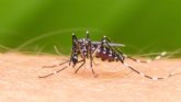 Totana participa en el Sistema Regional de Vigilancia Entomol�gica del Mosquito Tigre para controlar su presencia en espacios p�blicos del municipio
