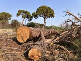 Huermur denuncia la muerte del 70% de los pinos centenarios de Churra, protegidos por ley