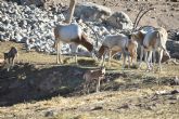 Terra Natura Murcia se suma al Da Mundial del Oryx Cimitarra con una de las mayores manadas del pas