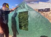 La Guardia Civil desmantela dos plantaciones de marihuana en Abanilla