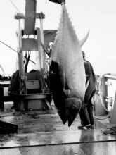 '#CARTAGENASIA21'. La primera feria dedicada a conocer el Atn Rojo de Acuicultura de Cartagena