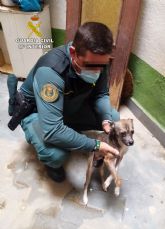 La Guardia Civil rescata a un perro desnutrido de un domicilio de guilas