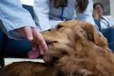 El Hospital 12 de Octubre y la C�tedra Animales y Sociedad inician un programa de terapia asistida con perros en la unidad de hospitalizaci�n de Psiquiatr�a para adolescentes