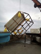 La Fundación Estrella de Levante lleva a cabo una segunda tanda de limpieza de los fondos marinos del Mar Menor