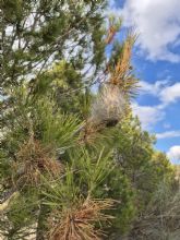 El grupo socialista pide que se act�e ante la gran presencia de bolsas de procesionaria en montes p�blicos