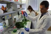 Investigadores del IMIDA demuestran un efecto antiinflamatorio y antioxidante en las hojas de morera