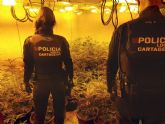 Detenido un individuo en cuya vivienda encontró la Policía Local un centenar de plantas de marihuana