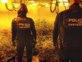 Detenido un individuo en cuya vivienda encontr la Polica Local un centenar de plantas de marihuana