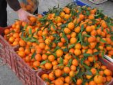 Unin de Uniones denuncia que Turqua y Egipto han tenido 1200 alertas en 3 anos por entrada de fruta y hortaliza en la UE con materias activas no autorizadas