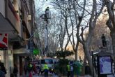 El Ayuntamiento poda cerca de cuatrocientos pltanos orientales para evitar cadas de ramas y molestias a los vecinos