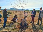 Los buenos resultados del cultivo experimental de trufa negra ofrecen nuevas posibilidades de desarrollo a zonas despobladas de la Regin