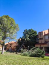 El Gobierno local de Molina de Segura hace balance de los da&ntilde;os materiales provocados por los fuertes vientos en el municipio el pasado fin de semana, con m�s de 114 intervenciones