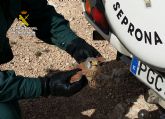 La Guardia Civil recupera en Jumilla un ejemplar herido de cernícalo