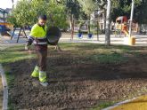 Más de 400.000 semillas servirán para resembrar el césped en Murcia y pedanías