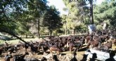 El sector de la leche de cabra constata la difcil situacin de ganaderos y fabricantes de quesos por la falta de rentabilidad