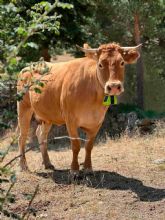 DEKRA habilita la conectividad NTN de Skylo con el primer localizador por sat�lite para ganado de Digitanimal