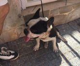 La Polica Local rescata a un perro extraviado y maltratado y lo devuelve a su dueña gracias a las redes sociales