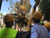 Continan esta mañana los trabajos para sanear el ficus de Santo Domingo y asegurar el entorno para los ciudadanos