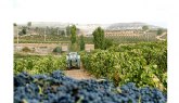 La ruina de los viticultores acecha tras la pandemia