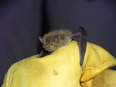 Un 65 % de los refugios artificiales instalados por voluntarios son ocupadas por los murciélagos