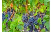 Cubiertos todos los cupos de destilacin, almacenamiento y cosecha en verde para ayudar al sector del vino en la crisis de la COVID-19