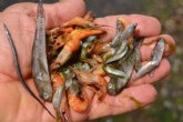 ANSE y WWF piden que no se de por cerrado el episodio de mortalidad de peces en el Mar Menor