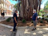 Los centenarios Ficus de la Glorieta disfrutan ya de parterres más amplios