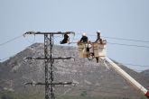 ANSE denuncia la muerte de varias cig�enas por electrocuci�n en un tendido de Yecla