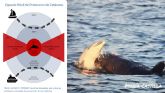 Duelo en la ciudad de los delfines