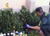 La Guardia Civil desmantela un cultivo casero de marihuana en guilas