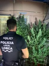 La Polica Local de Lorca incauta cinco plantas de marihuana en dos viviendas de los barrios de San Pedro y de San Juan
