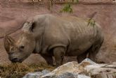Terra Natura Murcia celebra el cumpleanos de Chiqui, su rinoceronte blanco ms longevo