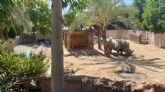 El rinoceronte blanco ms longevo de Terra Natura Murcia cumple 39 años