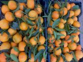 Grandes operadores comprueban las virtudes de la clementina XLO para poder competir con las mandarinas del hemisferio sur