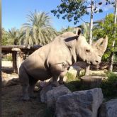 Chiqui, el rinoceronte blanco m�s longevo de Terra Natura Murcia, cumple 40 anos