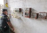 La Guardia Civil recupera una quincena de aves fringílidas en un domicilio de Murcia