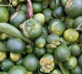 El CGC advierte del 'enorme e inasumible impacto' que tendr�a el reglamento de fitosanitarios sobre los c�tricos