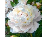 ?C�mo cultivar peon�as en un clima seco?