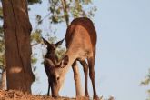 Nacen dos ciervas en Terra Natura Murcia en plena �poca de la berrea