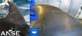 Un delfn identificado por ANSE hace 16 anos junto a Cabo de Palos, muere en la costa de Valencia