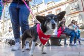 El Ayuntamiento se compromete a fomentar la adopci�n de animales abandonados en el municipio