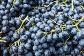 Ampliado el plazo para contratar el seguro de uva de vino y cultivos herbceos extensivos hasta el 27 de diciembre