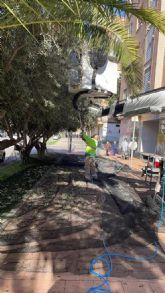 El Ayuntamiento de Lorca recolecta la oliva de los Parques y Jardines municipales cuyo aceite se repartirá entre distintas entidades sociales