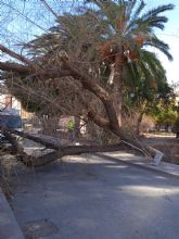 El viento vuelca dos rboles, rompe ramas y provoca desprendimientos de tejas en viviendas